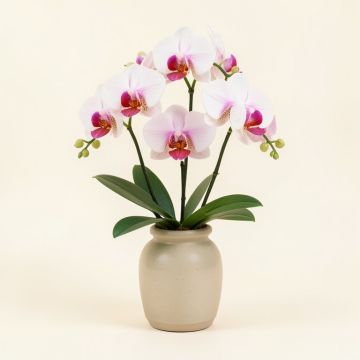 Phalaenopsis Orchid Centerpiece In Vase (synthetic illustration; no displayed measurements)