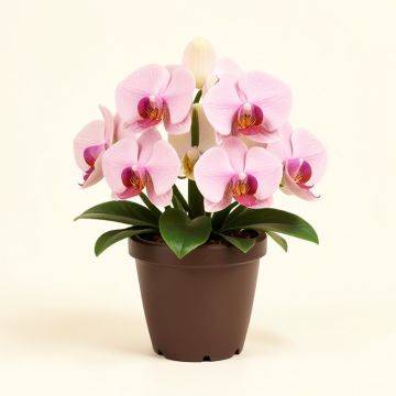 Artificial Orchid Floral Arrangement In Planter (synthetic illustration; no displayed measurements)