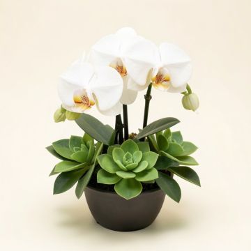 39 '' Hx30 '' W Phalaenopsis Orchid & Succulent Silk Flower Arrangement -White/Green (synthetic illustration; no displayed measurements)