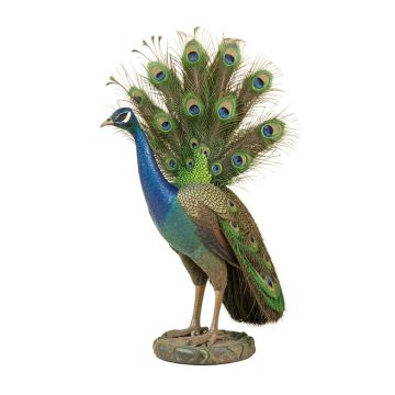 Dureau Peacock Decor