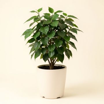 11 '' Live Ivy Plant In Pot (synthetic illustration; no displayed measurements)
