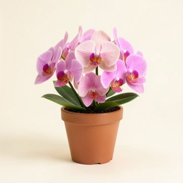 Orchids Floral Arrangements In Pot (synthetic illustration; no displayed measurements)