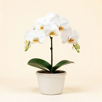 52 '' Phalaenopsis Orchid Silk Flower Arrangement -White (synthetic illustration; no displayed measurements)