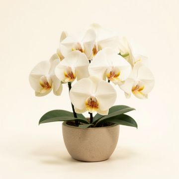25 '' Phalaenopsis Orchid Silk Flower Arrangement -Cream (synthetic illustration; no displayed measurements)
