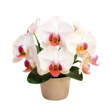 Mini Phalaenopsis Orchids Floral Arrangement