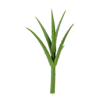 Aloe Vera Floor Stem