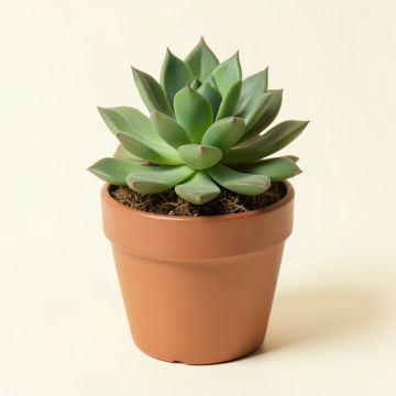 Succulents Plant In Pot (synthetic illustration; no displayed measurements)