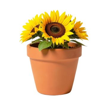 Matelles Raised Sunflower Terracotta Pot Planter