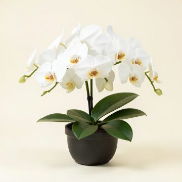 30 '' Phalaenopsis Orchid Silk Flower Arrangement -White (synthetic illustration; no displayed measurements)