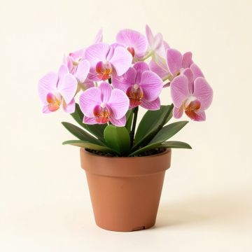Orchid Floral Centerpiece In Pot (synthetic illustration; no displayed measurements)