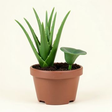 2 Piece Aloe And Lotus Plant Set In Pot (synthetic illustration; no displayed measurements)