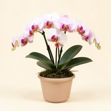 Phalaenopsis Silk Orchids Floral Arrangement In Planter (synthetic illustration; no displayed measurements)