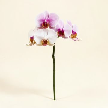 Artificial Orchids Stem (synthetic illustration; no displayed measurements)