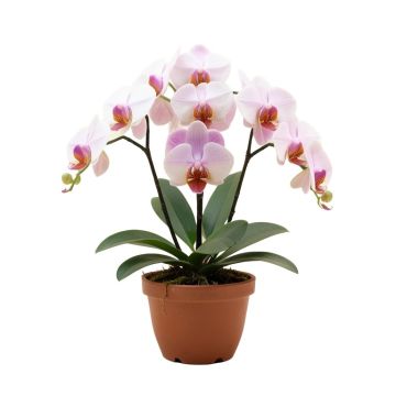 Artificial Phalaenopsis Orchids Floral Arrangements In Planter