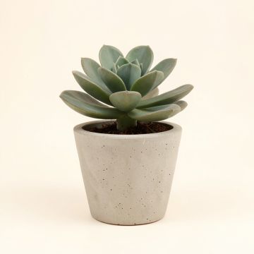 Concrete Succulent Plant In Pot (synthetic illustration; no displayed measurements)