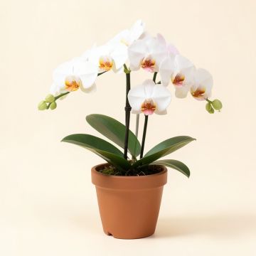 Real Touch Phalaenopsis Orchid Floral Arrangement In Pot (synthetic illustration; no displayed measurements)