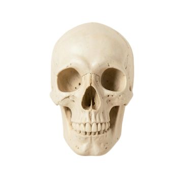 Buck Skull Wall Décor