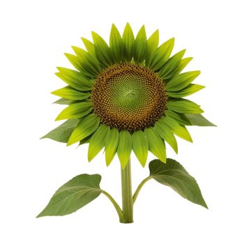 12 Inch Green Sunflower With Leaves