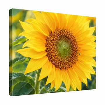 Just A Sunflower Photographic Print On Wrapped Canvas