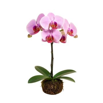 Phalaenopsis Artificial Orchids Stem