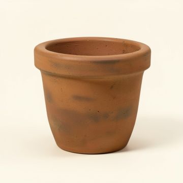Brooks Cement Pot Planter (synthetic illustration; no displayed measurements)
