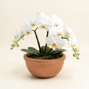 White Orchids In Bengal Bowl (synthetic illustration; no displayed measurements)