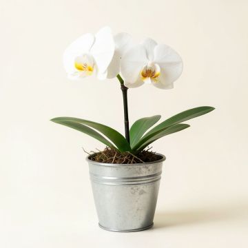 White Phalenopsis Orchid Plant In Metal Urn (synthetic illustration; no displayed measurements)