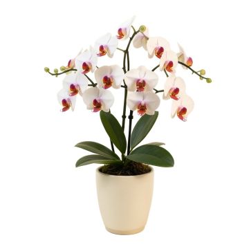 Phalaenopsis And Philo Leaf Artificial Orchids Floral Arrangement In Vase