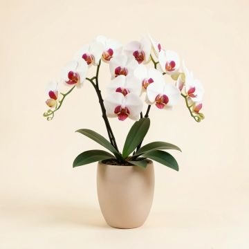 Phalaenopsis Artificial Orchids Floral Arrangement In Vase (synthetic illustration; no displayed measurements)