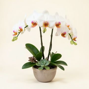 6-Stem Phalaenopsis Silk Orchids With Succulents Floral Arrangement (synthetic illustration; no displayed measurements)