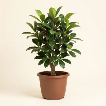 Live Arboricola Plant In Pot (synthetic illustration; no displayed measurements)