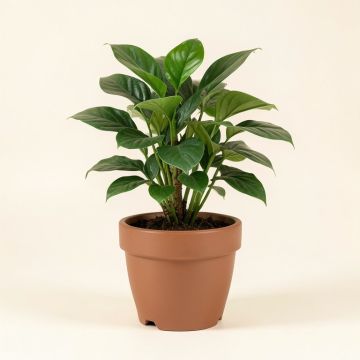Live Plant In Pot (synthetic illustration; no displayed measurements)