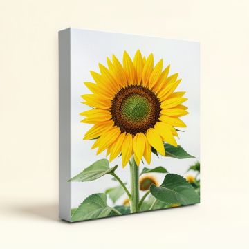 Sunflower Studio Print On Canvas (synthetic illustration; no displayed measurements)