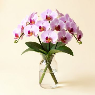Phalaenopsis Orchids Floral Arrangements In Glass Vase (synthetic illustration; no displayed measurements)