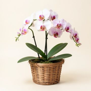 Artificial Phalaenopsis Orchid Floral Arrangements In Basket (synthetic illustration; no displayed measurements)