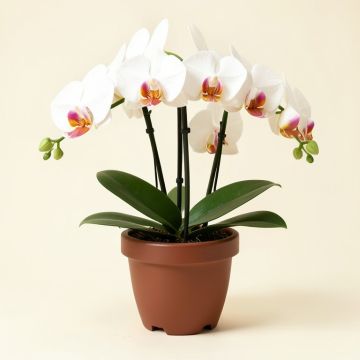 Double Phalaenopsis Silk Orchids Floral Arrangement In Pot (synthetic illustration; no displayed measurements)