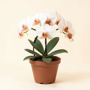 Artificial Phalaenopsis Orchids Floral Arrangement In Pot (synthetic illustration; no displayed measurements)
