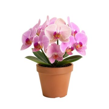 Orchids Floral Arrangements In Pot