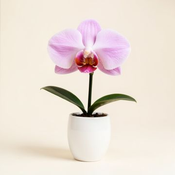 Artificial Silk Phalaenopsis Orchid Flower With White Vase (synthetic illustration; no displayed measurements)