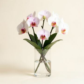 Faux Phalaenopsis Orchid Floral Arrangement In Acrylic Glass Vase (synthetic illustration; no displayed measurements)