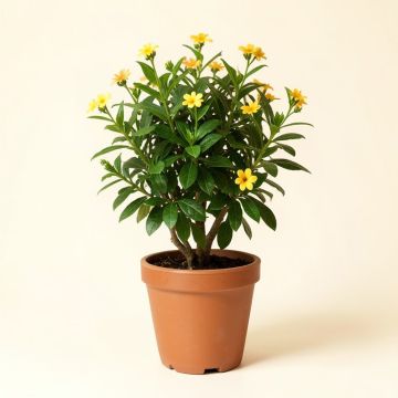 15 '' Live Flowering Plant In Pot (synthetic illustration; no displayed measurements)