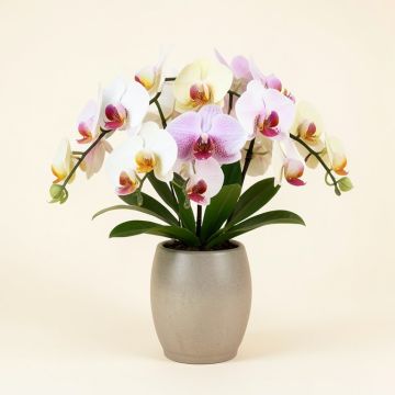 Dendobrium Orchids Floral Arrangement In Vase (synthetic illustration; no displayed measurements)
