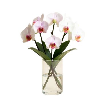 Faux Phalaenopsis Orchid Floral Arrangement In Acrylic Glass Vase