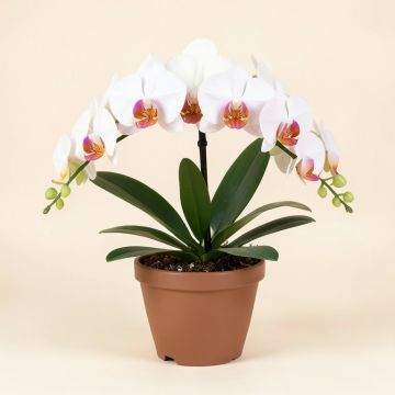 Phaleanopsis Orchids Floral Arrangement In Pot (synthetic illustration; no displayed measurements)