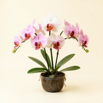 Phalaenopsis Stem Orchids Floral Arrangement (synthetic illustration; no displayed measurements)