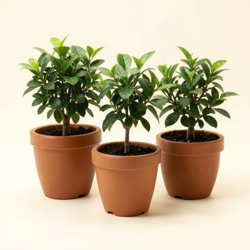 3 - Piece Live Plant In Pot Set (synthetic illustration; no displayed measurements)