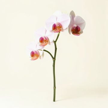 Artificial Orchid Stem (synthetic illustration; no displayed measurements)