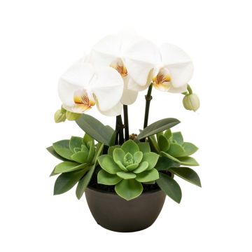 39 '' Hx30 '' W Phalaenopsis Orchid & Succulent Silk Flower Arrangement -White/Green