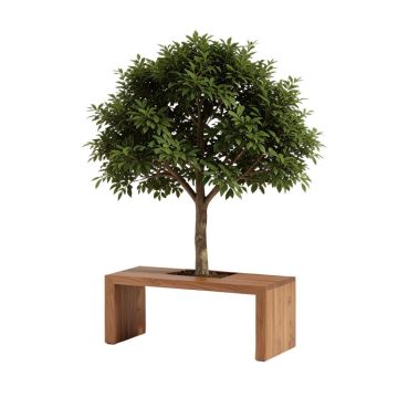 Patricia Hall Tree With Bench