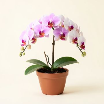 Phalaenopsis Orchid Floral Arrangement In Pot (synthetic illustration; no displayed measurements)